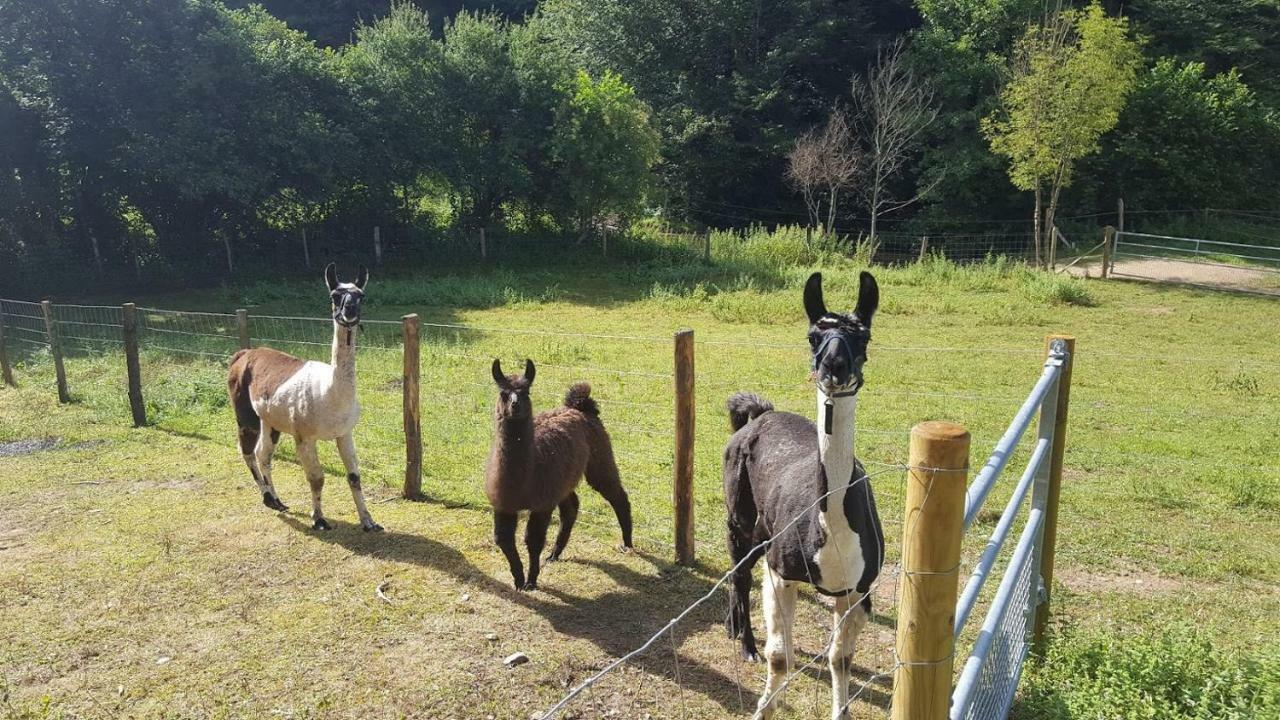 La Ferme Des Andes - Gite L'Atelier Quins Экстерьер фото